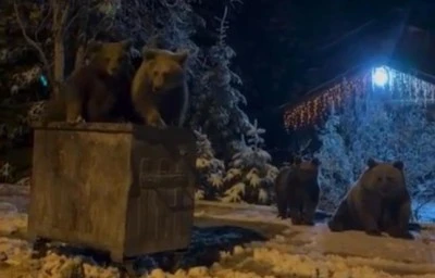 Bursa'da ayılar uyumadı