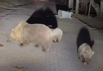 Bursa'da ayılarla vatandaşların tehlikeli yakınlaşması