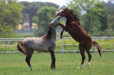Bursa'da Baba Mevl&uuml;t'&uuml;n spermaları 250 bin liradan satılıyor