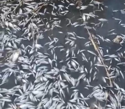 Bursa'da binlerce balık &ouml;l&uuml; bulundu