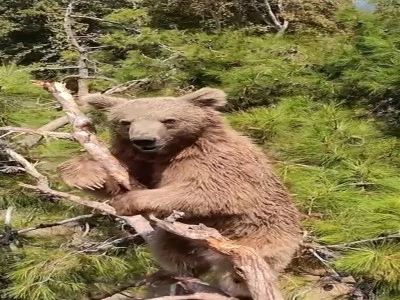 Bursa'da bozayılar g&uuml;nlerinin b&uuml;y&uuml;k b&ouml;l&uuml;m&uuml;n&uuml; tırmandıkları ağa&ccedil;larda ge&ccedil;iriyor