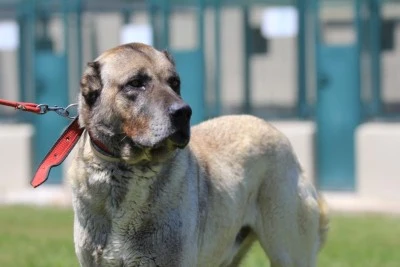 Bursa'da bu k&ouml;peğe sahip olmak i&ccedil;in 6 ay sıra bekleniyor!