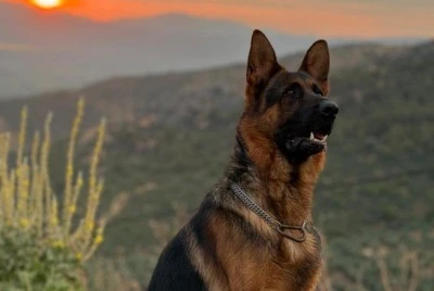 Bursa'da bu k&ouml;peği bulana &ouml;d&uuml;l var