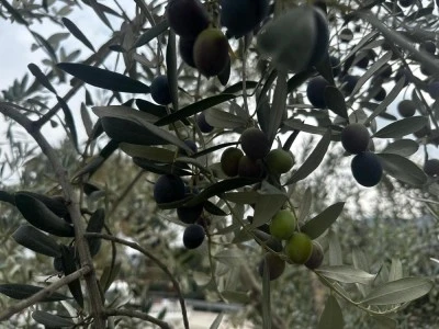Bursa'da bu sezon 165 bin ton sofralık, 125 bin ton yağlık zeytin bekleniyor