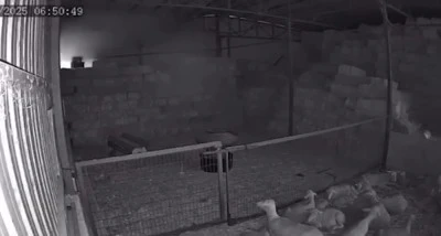 Bursa'da &ccedil;ıkan yangında y&uuml;zden fazla k&uuml;&ccedil;&uuml;kbaş telef oldu