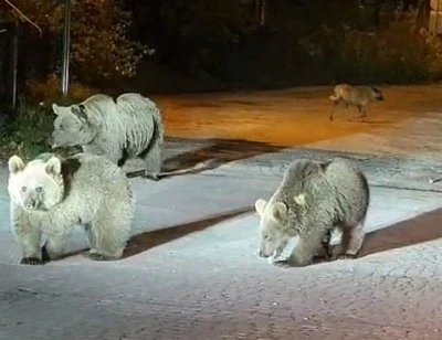 Bursa'da dağcılar ayılarla burun buruna geldi