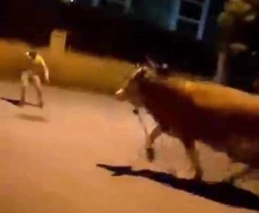 Bursa'da dana paniği