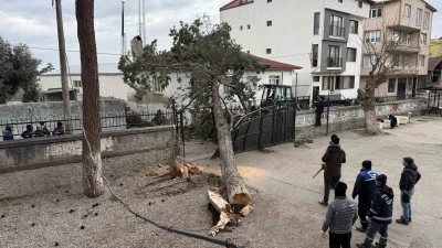 Bursa'da dev ağa&ccedil; okul bah&ccedil;esine devrildi