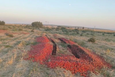 Bursa'da d&ouml;k&uuml;len domateslerin &ccedil;&uuml;r&uuml;k olduğu ortaya &ccedil;ıktı