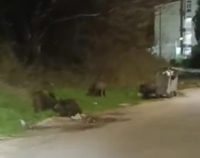 Bursa'da domuz s&uuml;r&uuml;s&uuml; şehre indi