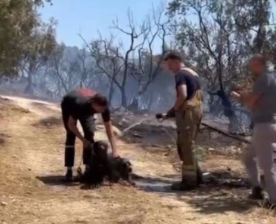 Bursa'da d&uuml;n &ccedil;ıkan yangında bir k&ouml;pek kurtarıldı