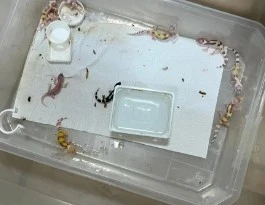 Bursa&rsquo;da egzotik hayvan ticaretine darbe