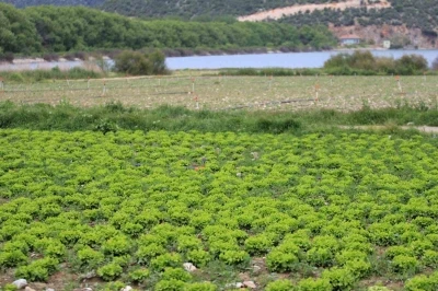 Bursa&rsquo;da g&ouml;l havzasındaki "yasa dışı" tarıma ilişkin DSİ&rsquo;den a&ccedil;ıklama
