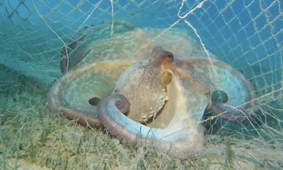 Bursa'da hayalet ağlarla m&uuml;cadele