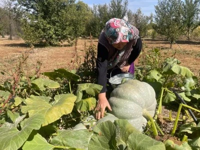 Bursa'da hayvan g&uuml;bresiyle 40 kilograma ulaşan kabaklarını taşımakta zorlandı