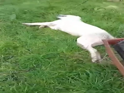 Bursa'da hayvan katliamı