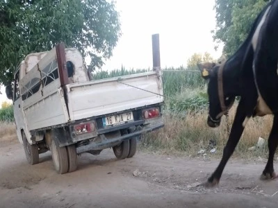 Bursa'da hayvana işkence 