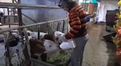 Bursa'da hayvancılık yapan aile bir &uuml;z&uuml;ld&uuml; iki sevindi 