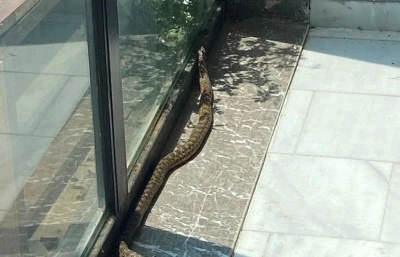 Bursa'da iş yerinde yılan paniği