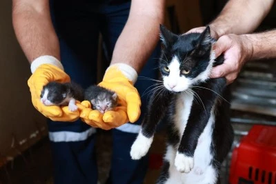 Bursa'da ka&ccedil;ak yapı yıkımında anne kedi ve yavruları son anda kurtarıldı