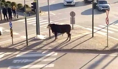 Bursa&rsquo;da ka&ccedil;an boğa trafiği karıştırdı, Ankara yolunda metrelerce koştu