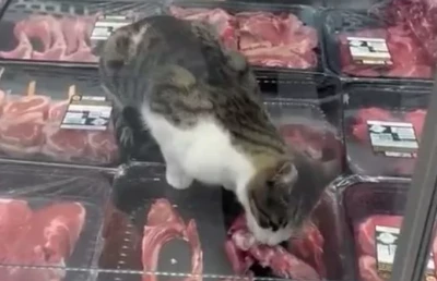 Bursa'da kedi et dolabına girmişti! Markete kesilen ceza şaşkına &ccedil;evirdi