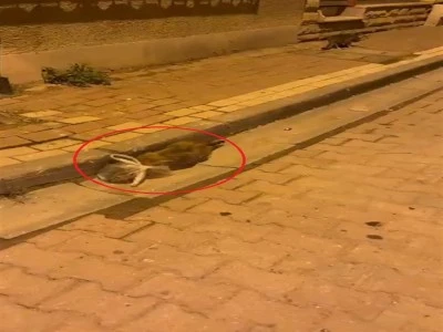 Bursa'da kediye işkence 