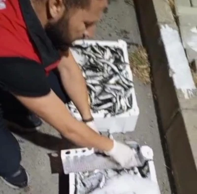 Bursa'da kilolarca balığa el konuldu