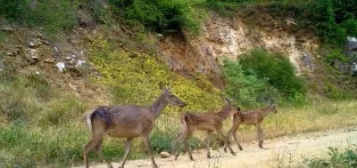 Bursa'da kızıl geyik ailesi fotokapana yakalandı