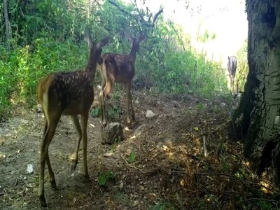 Bursa'da kızılgeyik ile yavruları fotokapanla g&ouml;r&uuml;nt&uuml;lendi