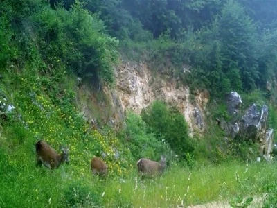 Bursa'da kızılgeyikler fotokapanla g&ouml;r&uuml;nt&uuml;lendi