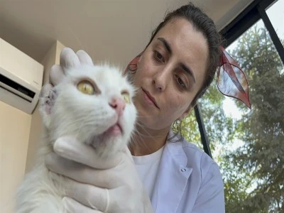 Bursa'da kulakları kesilmiş olarak bulunan kedi 'S&uuml;tla&ccedil;'a, tedavisinin ardından yuva aranıyor