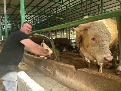 Bursa&rsquo;da tonluk boğayı 400 bin liraya sattı