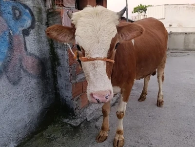Bursa&rsquo;da kurbanlık boğa 6 katlı binanın terasında kesildi
