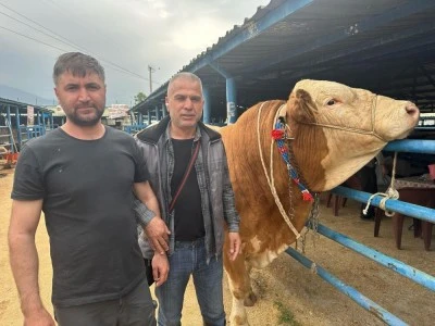 Bursa'da kurbanlık şampiyonu g&ouml;r&uuml;c&uuml;ye &ccedil;ıktı