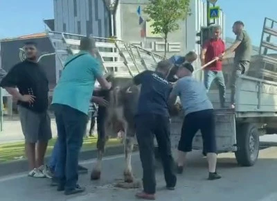 Bursa'da kurbanlıklar ka&ccedil;tı, vatandaşlar yakalamaya &ccedil;alıştı