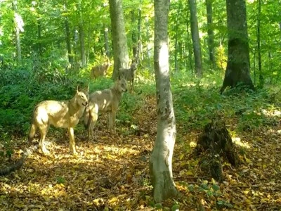 Bursa'da kurt s&uuml;r&uuml;s&uuml; g&ouml;r&uuml;nt&uuml;lendi