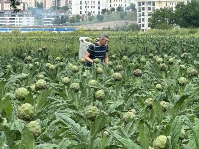 Bursa'da l&uuml;ks konutların arasında T&uuml;rkiye'nin en kaliteli enginarını yetiştiriyor!