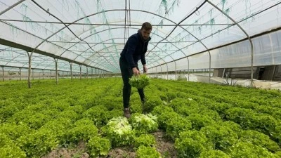 Bursa'da marul &uuml;reticisi mutlu! 