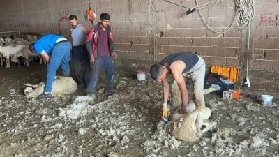 Bursa'da milyonlarca lira değerindeki yapağının ekonomiye kazandırılması i&ccedil;in tesis &ccedil;ağrısı