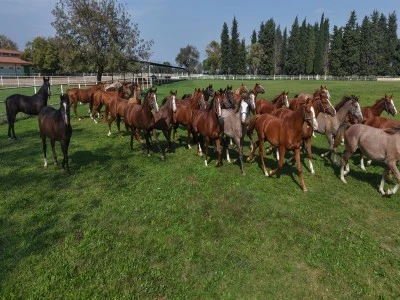 Bursa'da milyonluk yarış atlarına &ccedil;ok &ouml;zel bakım!