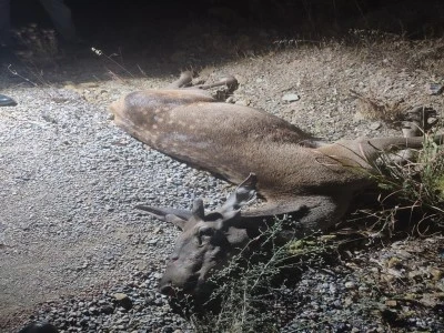 Bursa'da &ouml;l&uuml; kızılgeyik bulundu