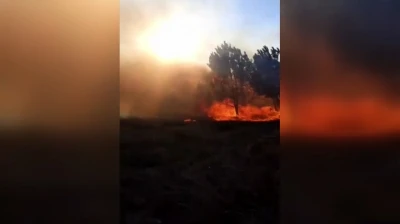 Mudanya'da orman yangını