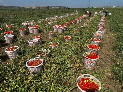 Bursa'da sal&ccedil;alık domatesler hazır