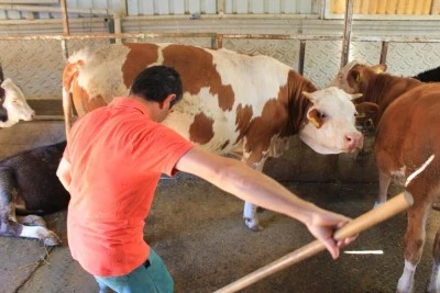 Bursa'da şap hastalığına karşı uyarılar! 