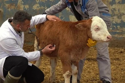 Bursa'da şap korkusu! 