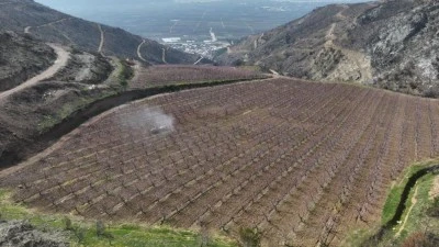 Bursa'da siyahların ardında a&ccedil;an pembe şeftali &ccedil;i&ccedil;ekleri