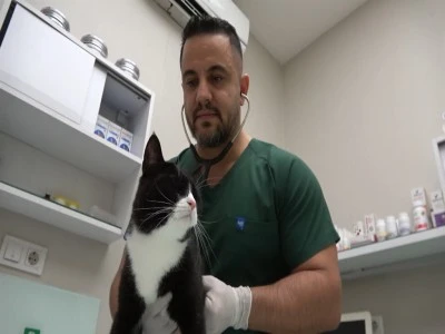 Bursa'da sokak hayvanlarına &uuml;cretsiz check up 