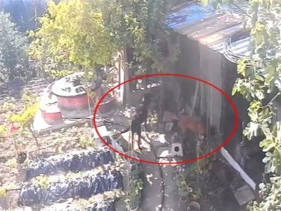 Bursa'da sokak k&ouml;pekleri 30 tavuğu &ouml;ld&uuml;rd&uuml;