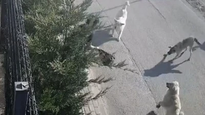 Bursa'da sokak k&ouml;pekleri işe giden gen&ccedil; kadına saldırdı